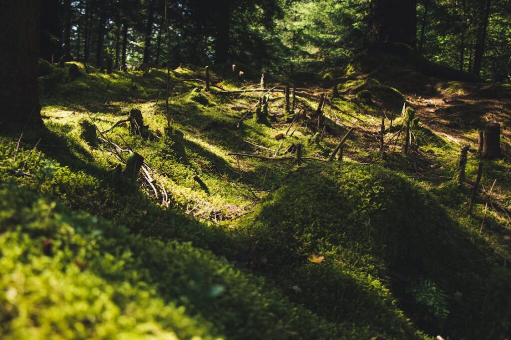 Deforestation of natural carbon captures