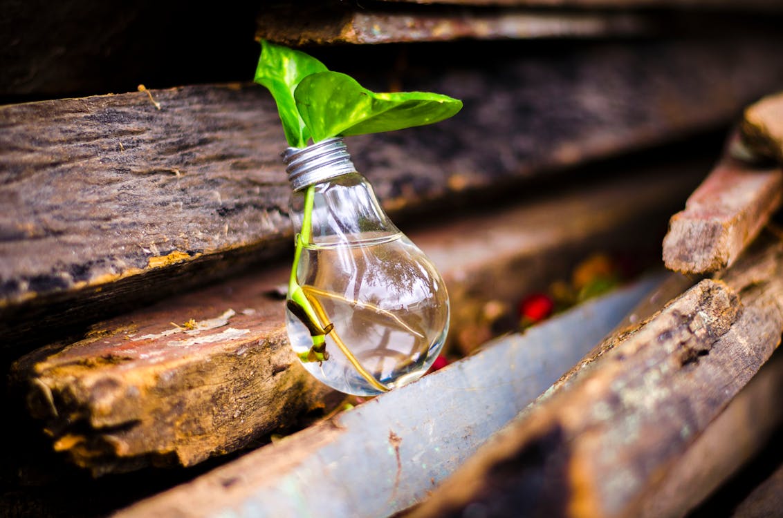 A plant in a bulb